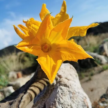 Lesia Lägenhet Corbara