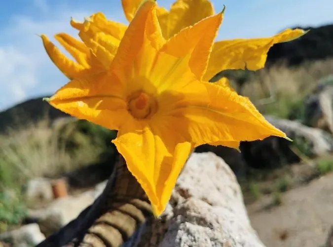 Lesia Appartement Corbara