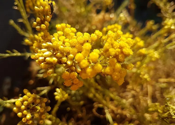 Résidence Lésia Corbara