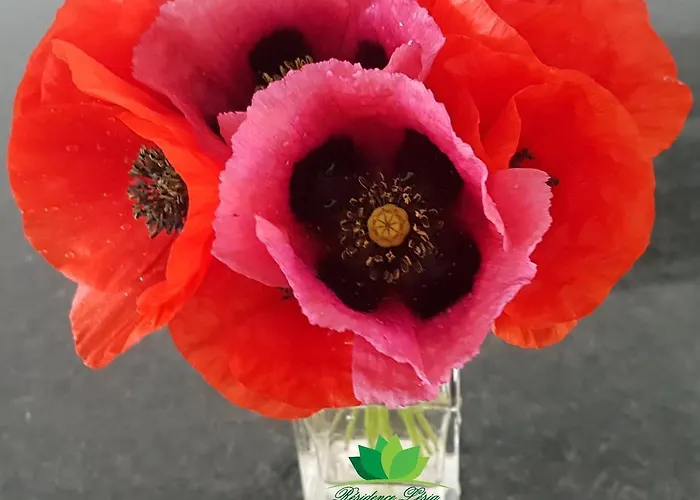 Résidence Lésia Appartement Corbara