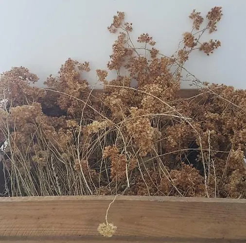 Résidence Lésia Appartement